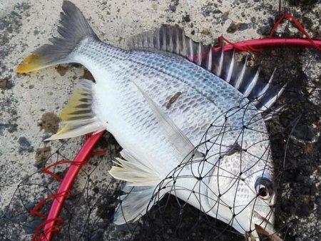 ライトゲームでキビレ、餌釣りではカサゴなど…